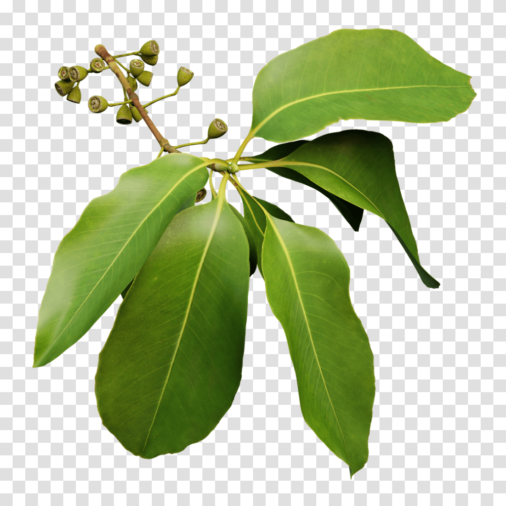 The Grove, Leaf, Plant, Annonaceae, Tree Transparent Png