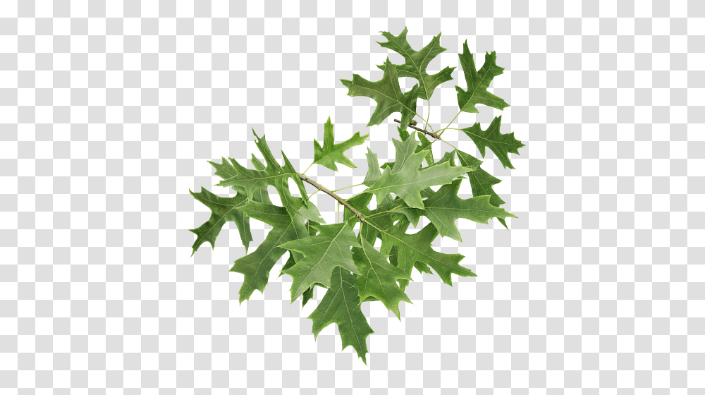 The Grove Release, Leaf, Plant, Tree, Maple Transparent Png