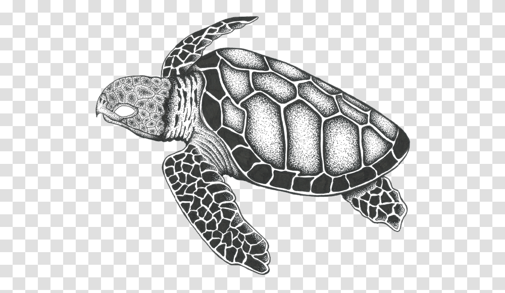 The Hawksbill Sea Turtle Brand By Hawksbill Sea Turtle Drawing, Reptile, Sea Life, Animal, Snake Transparent Png