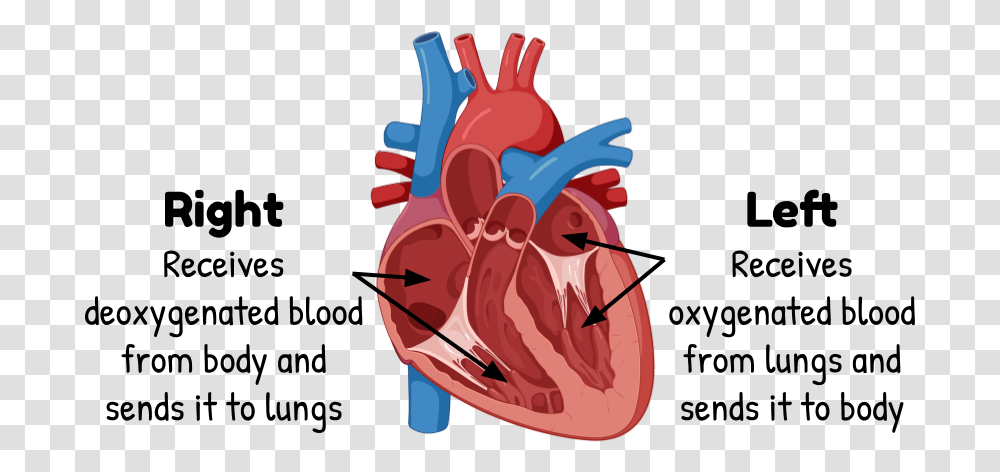 The Heart Eons Learning Hypovolemic Shock Compensatory Mechanisms, Dynamite, Mouth, Teeth, Animal Transparent Png