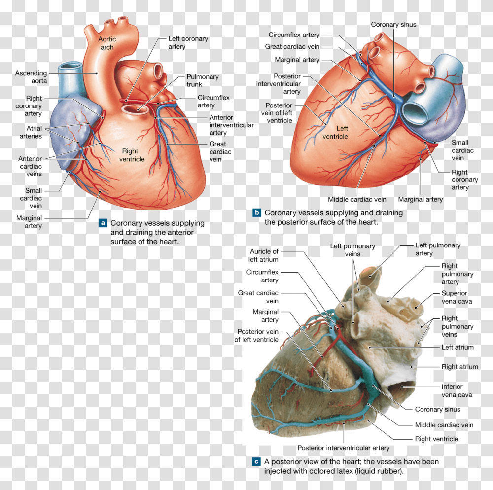 The Heart Is A Four Chambered Organ That Pumps Blood Veins Of The Heart Cadaver, Lobster, Food, Animal, Plot Transparent Png