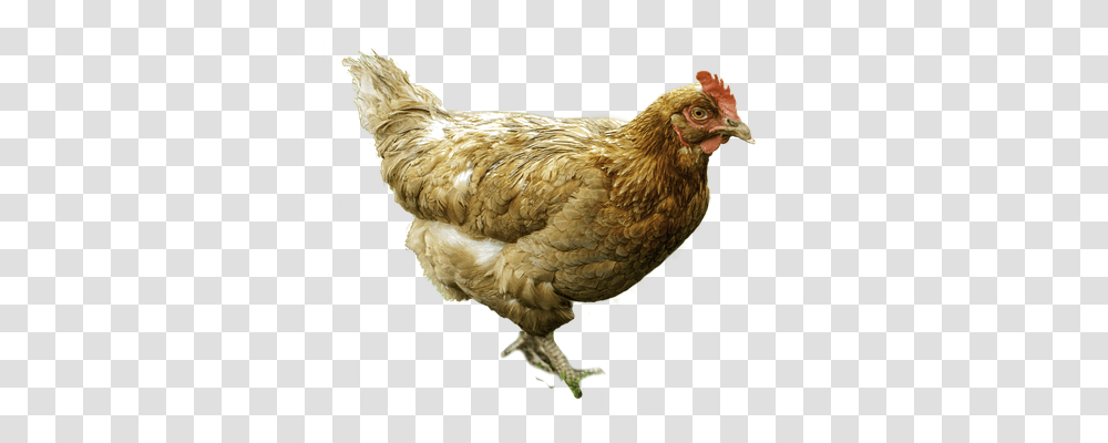 The Hen Nature, Chicken, Poultry, Fowl Transparent Png