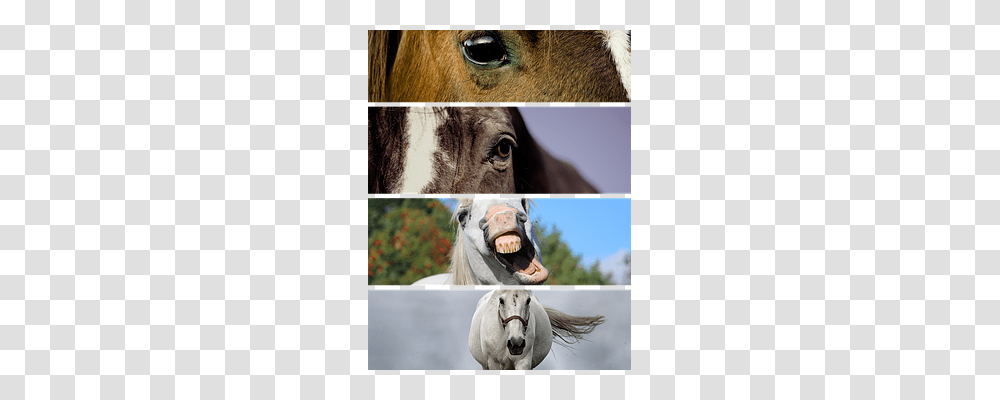 The Horse Nature, Collage, Poster, Advertisement Transparent Png