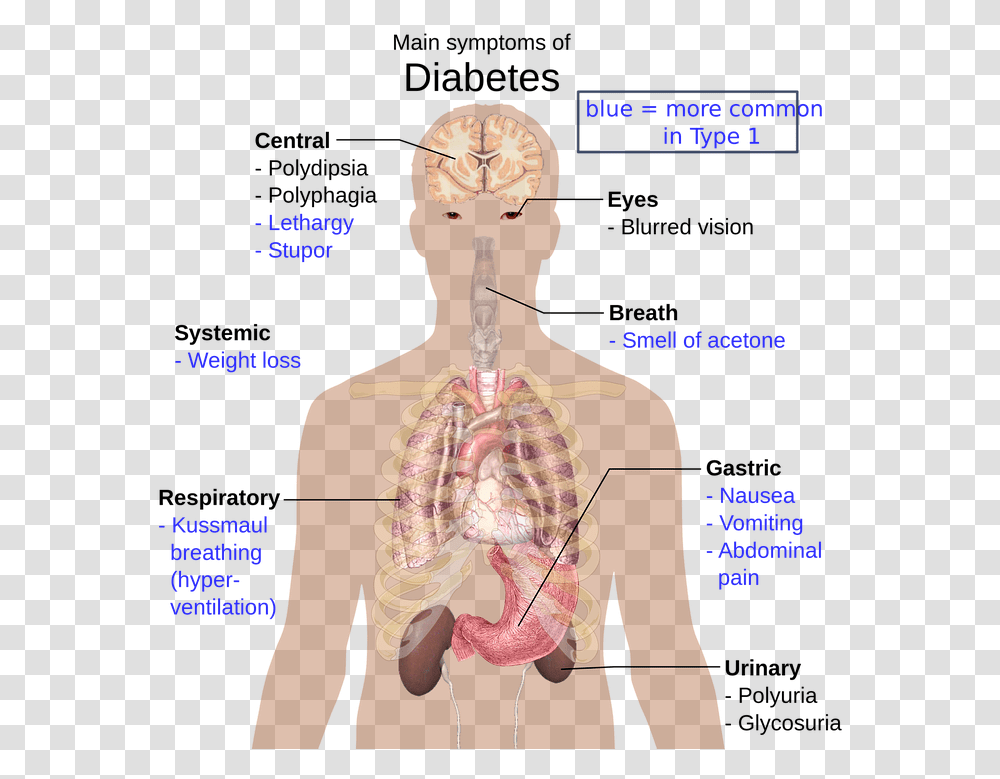 The Human Body 960 Do Drugs Affect The Body, Neck, Diagram, Plot, Person Transparent Png