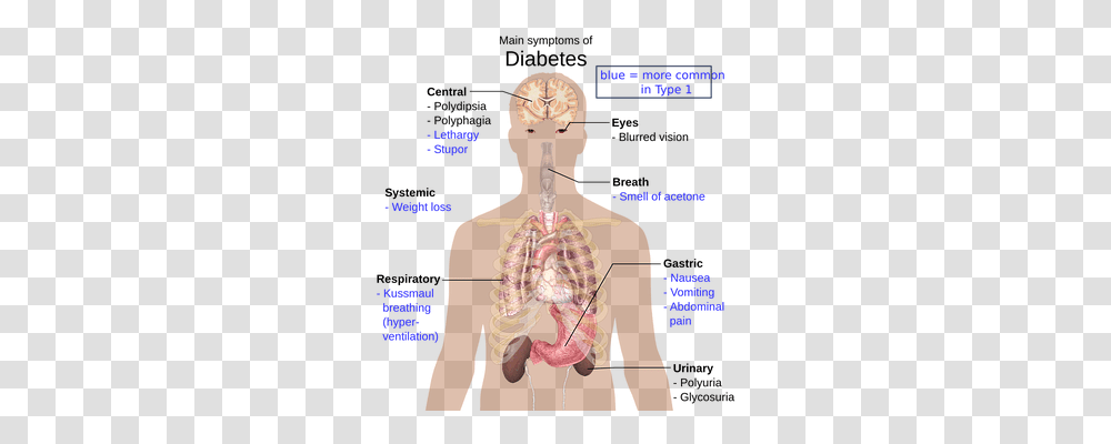 The Human Body Neck, Diagram, Poster, Advertisement Transparent Png