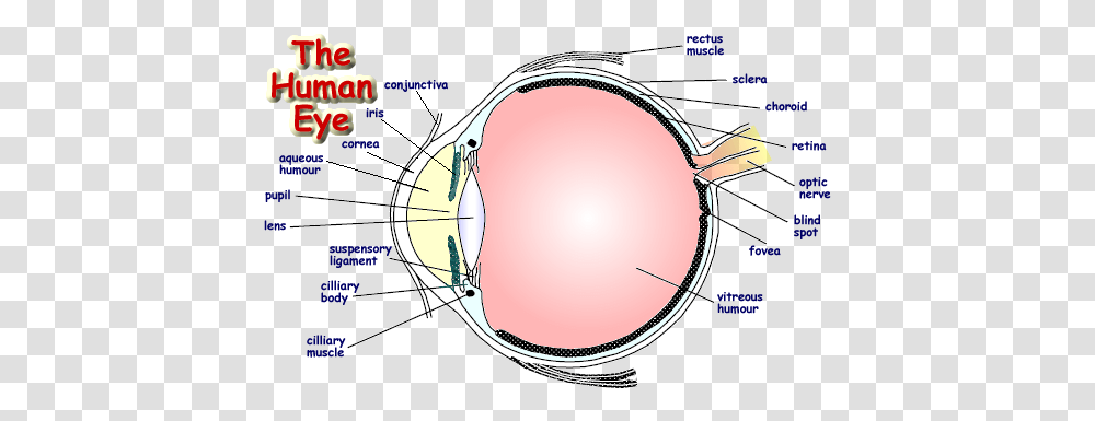 The Human Eye Construction Of Human Eye, Sunglasses, Accessories, Accessory, Plot Transparent Png