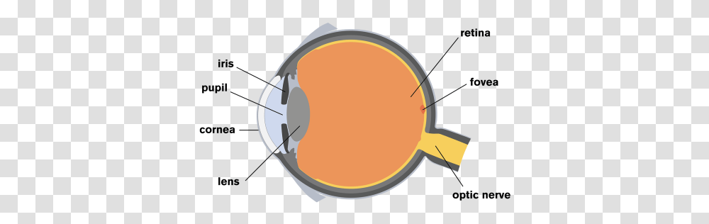 The Human Eye Human Eye Transparent Png