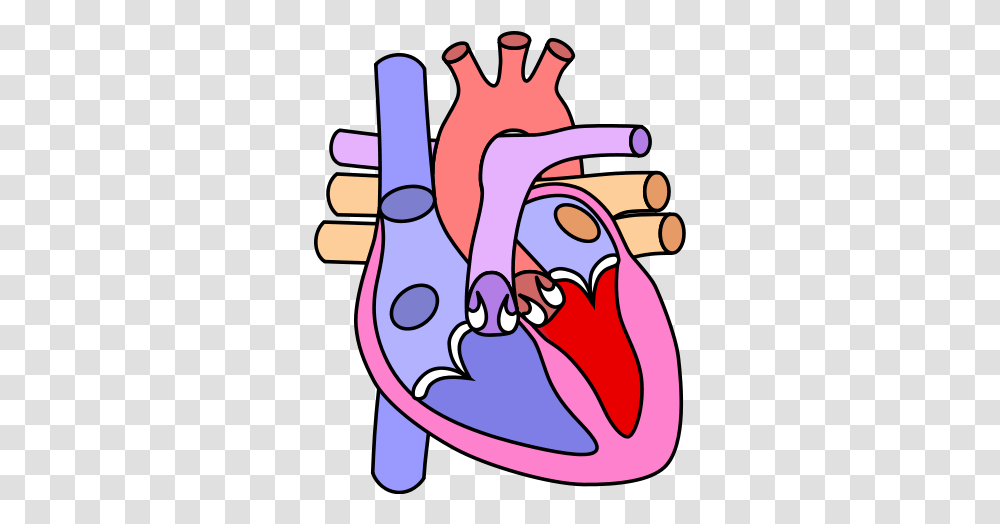 The Human Heart Circulatory System And Blood Cells Diagram Heart Diagram Without Labelling, Hand, Graphics, Bird, Animal Transparent Png