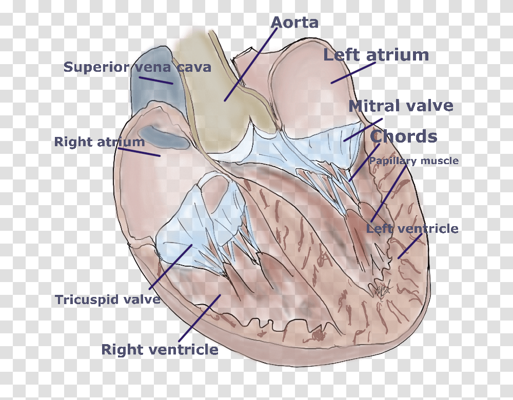 The Human Heart Seen On The Inside With Front Cut Out Octopus, Stomach, Diagram, Plot, Shoulder Transparent Png
