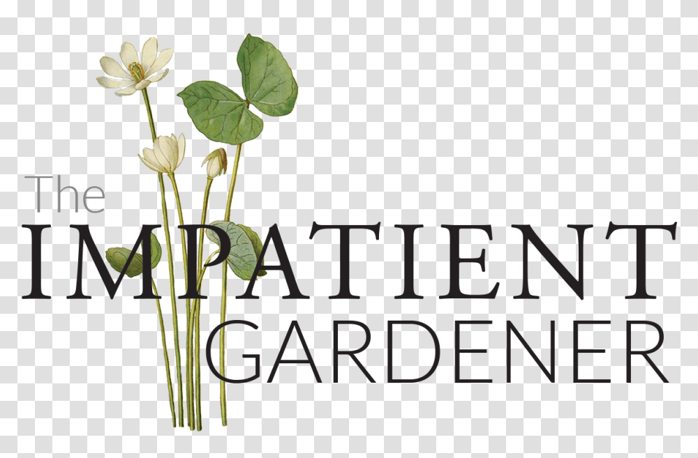 The Impatient Gardener Floral Design, Plant, Flower, Vase, Jar Transparent Png