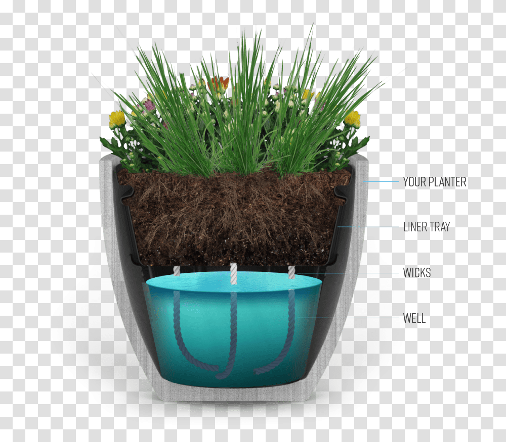 The Industries Best Self Watering Solution Home, Plant, Soil, Flower, Root Transparent Png
