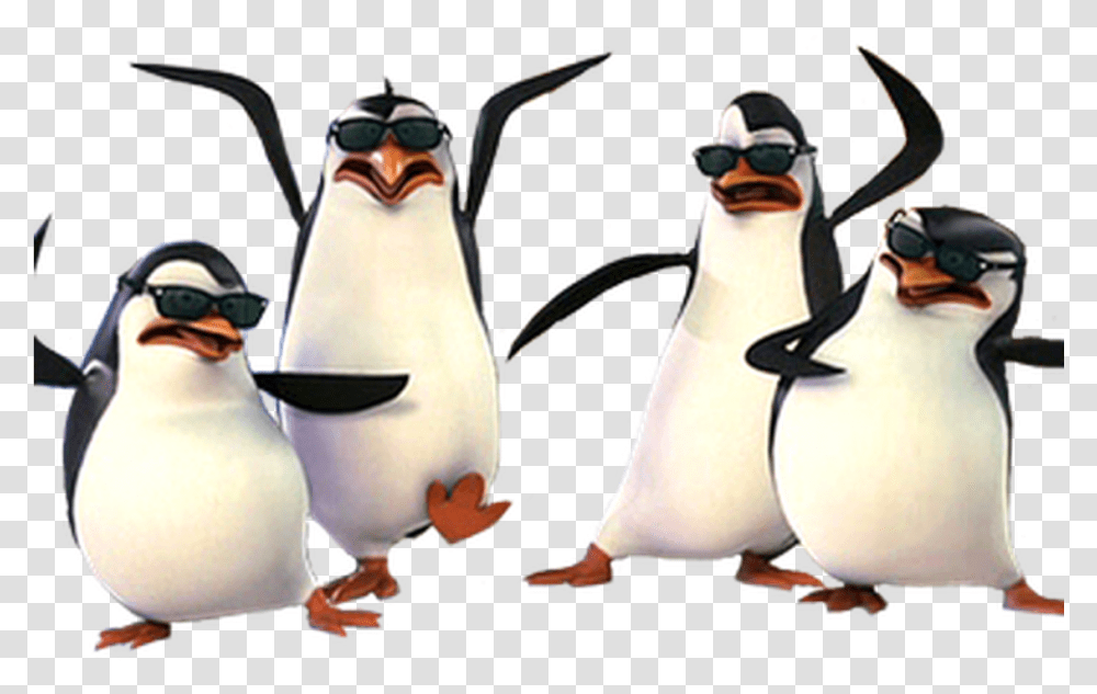 Madagascar penguin