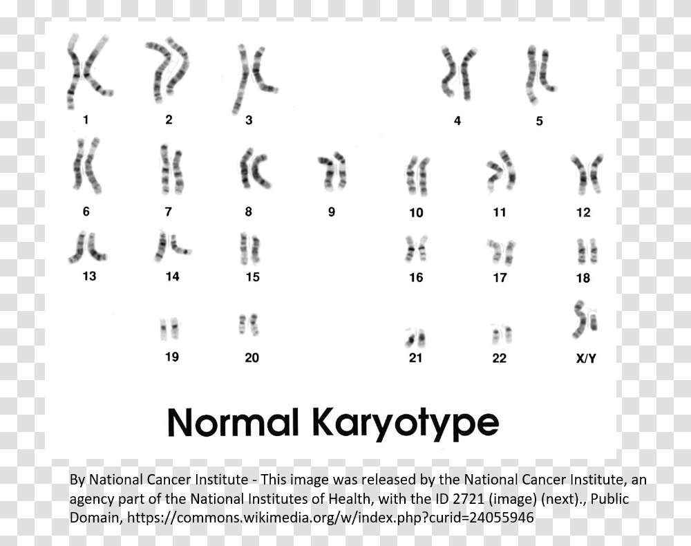The Karyotype Of A Normal Person Male Karyotype, Number, Alphabet Transparent Png