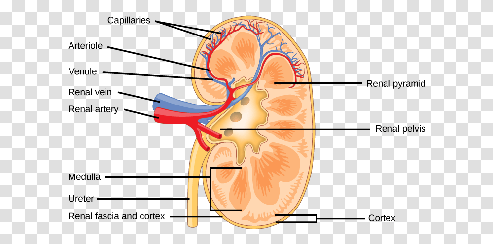 The Kidney Is Shaped Like A Kidney Bean Standing On Structure Of Mammalian Kidney, Ear, Grapefruit, Citrus Fruit, Produce Transparent Png