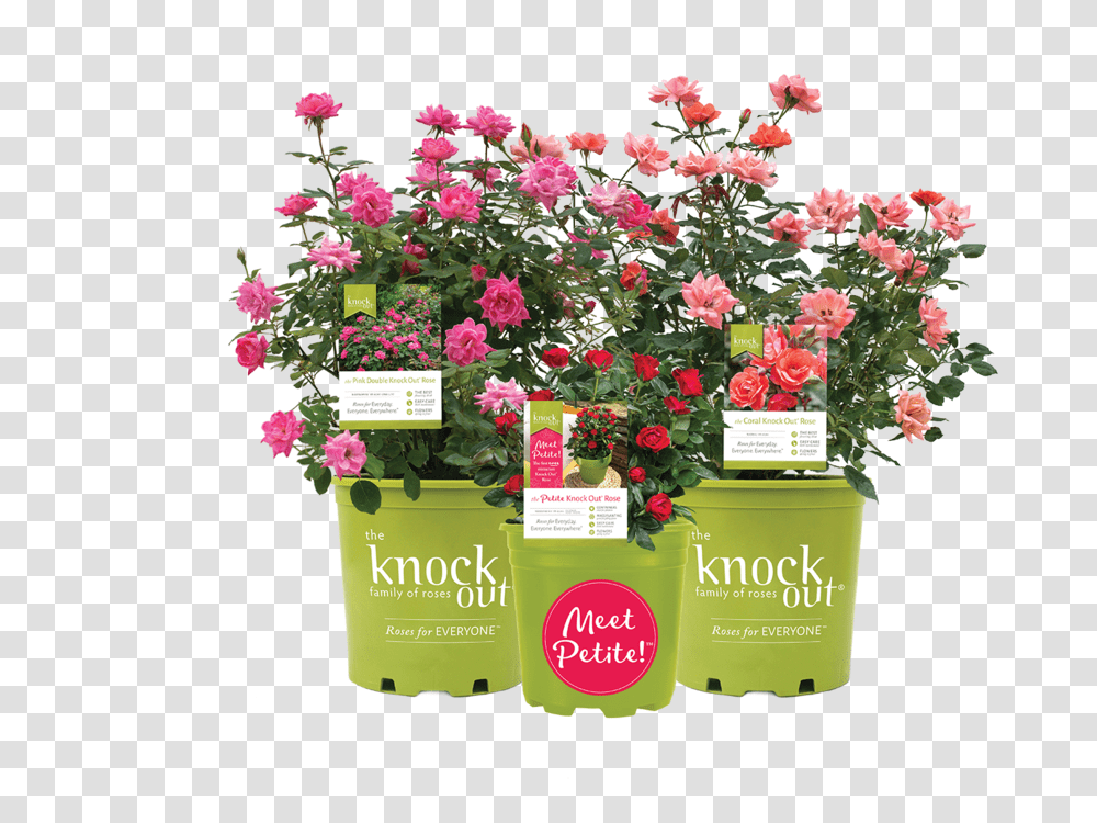 The Knock Out Family Of Roses Flower Bed, Plant, Blossom, Geranium, Carnation Transparent Png
