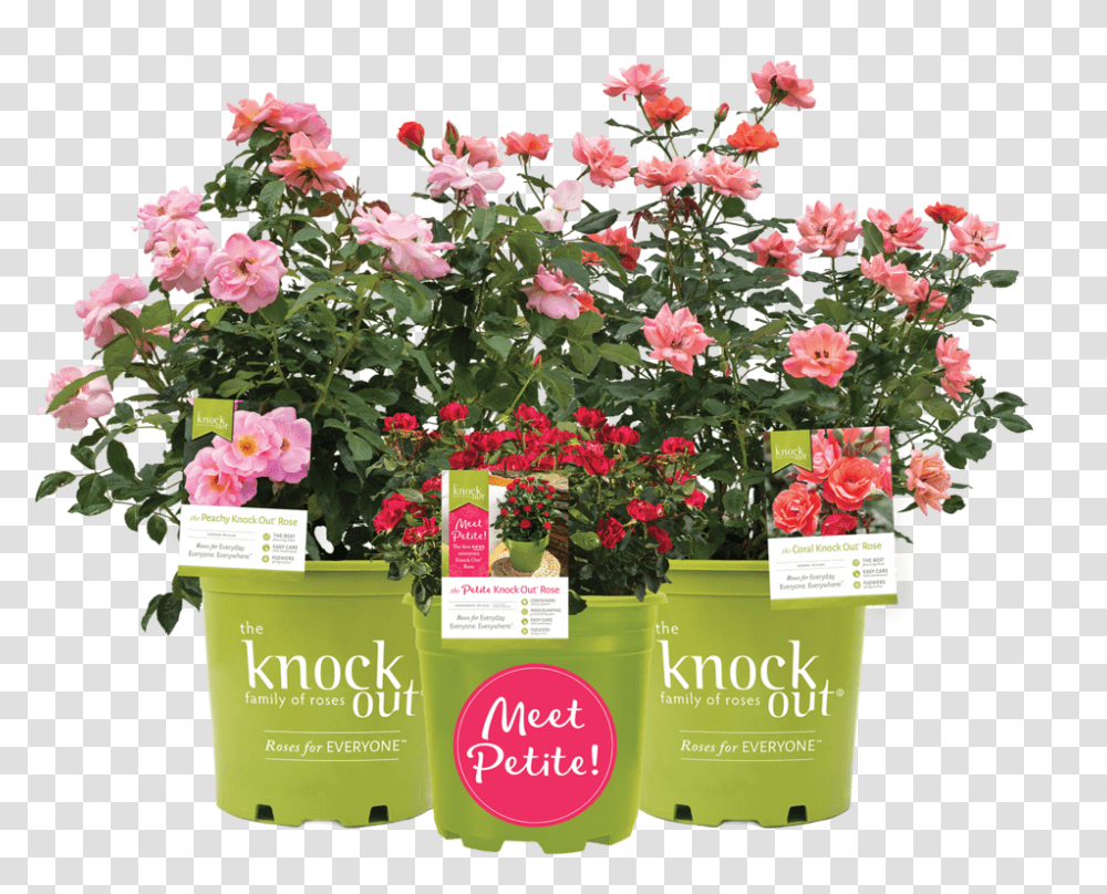 The Knock Out Family Of Roses Real Rose, Plant, Flower, Blossom, Geranium Transparent Png