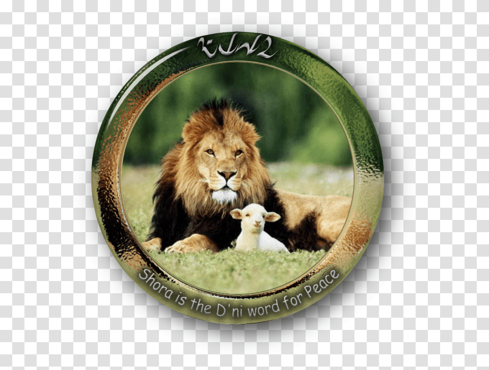 The Lamb And Lion Sheep Leopard Lamb And Mutton Lion And The Lamb Christian, Wildlife, Mammal, Animal, Label Transparent Png