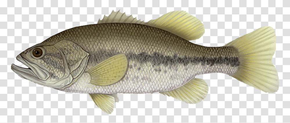 The Largemouth Bass Is Considered By Some To Be The Background Largemouth Bass, Fish, Animal, Perch, Carp Transparent Png