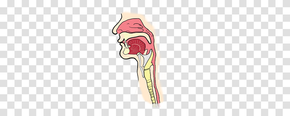 The Larynx Throat, Head, Ear, Food Transparent Png