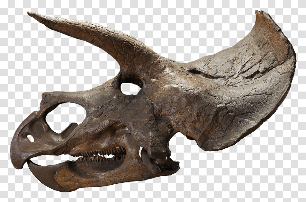 The Last American Dinosaurs Triceratops Skull Background, Reptile, Animal, Soil, Fossil Transparent Png