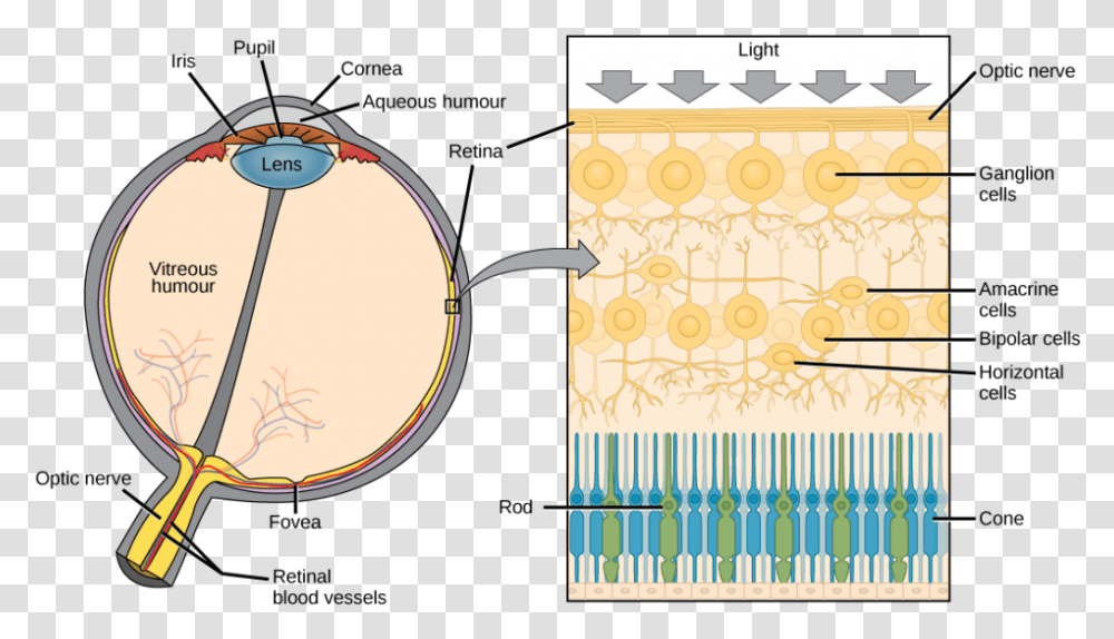 The Left Illustration Shows A Human Eye Which Is Round, Outdoors, Drum, Percussion Transparent Png