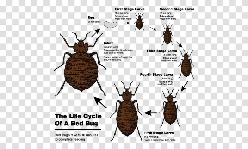 The Life Cycle Of A Bed Bug From Egg To Adult Bed Bugs, Invertebrate, Animal, Insect, Lamp Transparent Png