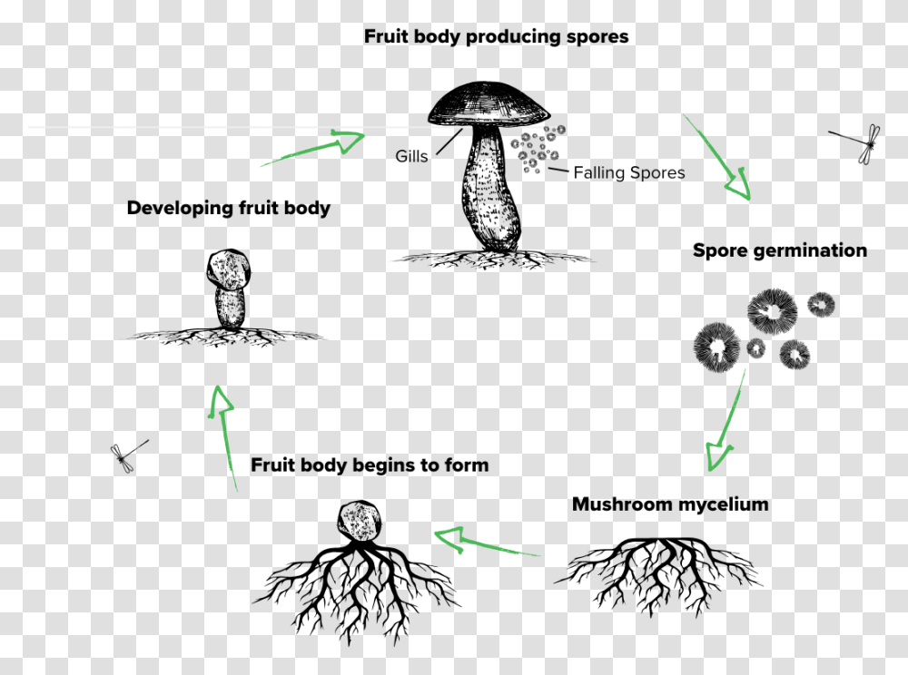 The Lifecycle Of A Mushroom Mushroom Lifecycle, Plot, Outdoors, Nature Transparent Png
