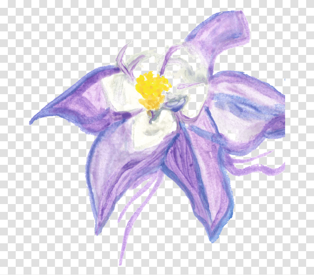 The Little Bear Makes Lily, Plant, Flower, Blossom, Iris Transparent Png