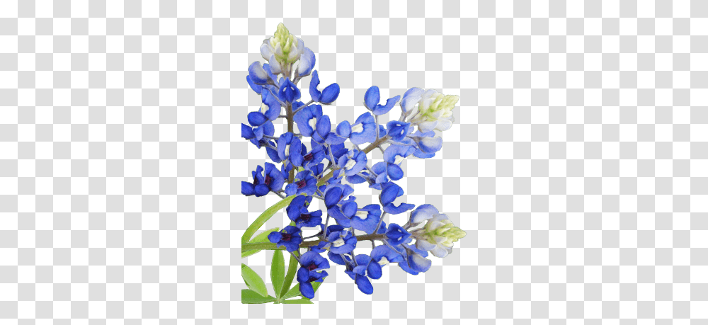 The Little Creamery Flower Bluebonnet Background, Plant, Iris, Blossom, Acanthaceae Transparent Png