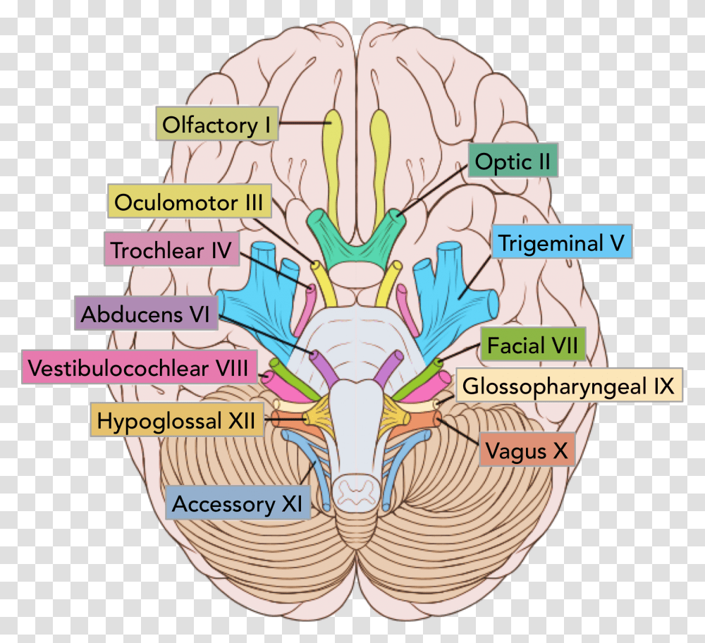 The Location Of The Cranial Nerves On The Cerebrum Cranial Nerves, Diagram, Plot, Atlas, Map Transparent Png