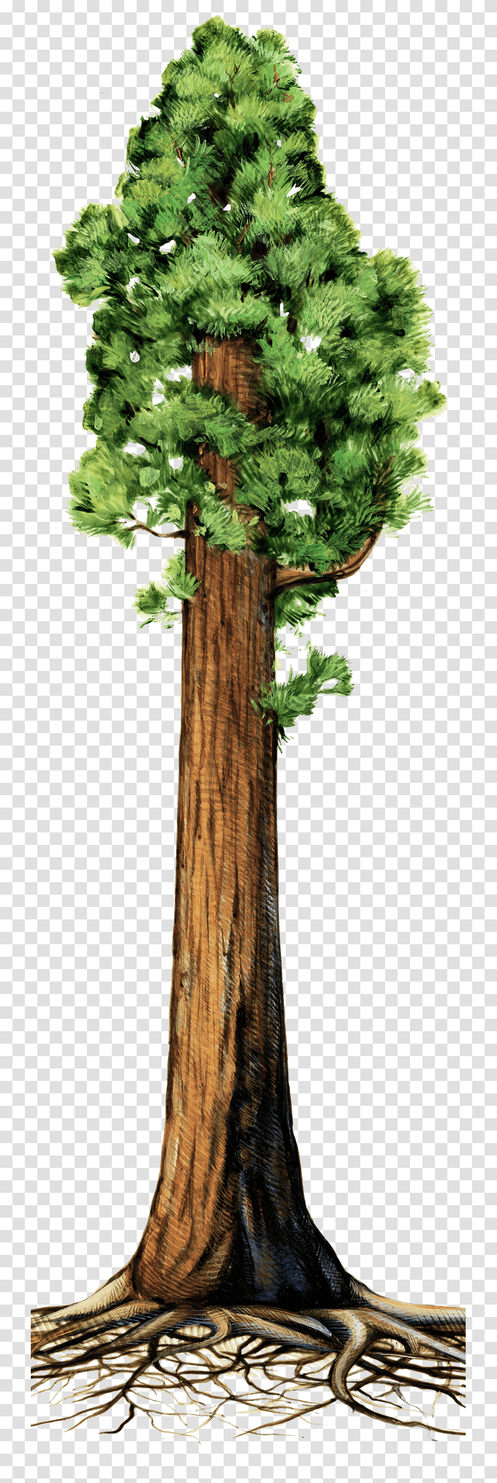 The Making Of A Giant Giant Sequoia Tree Clipart, Plant, Kale, Cabbage, Vegetable Transparent Png