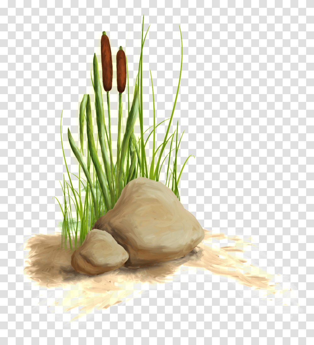 The Material Of The Flower And Grass In Aquatic Plant, Blossom, Flower Arrangement, Ikebana Transparent Png