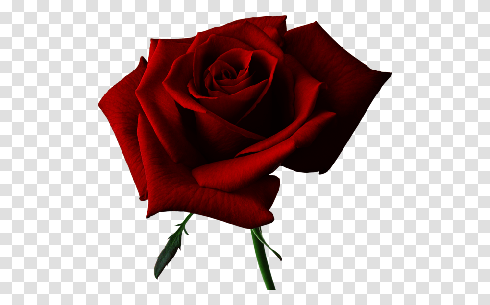 The Meaning Of Roses Single Red Roses, Flower, Plant, Blossom Transparent Png