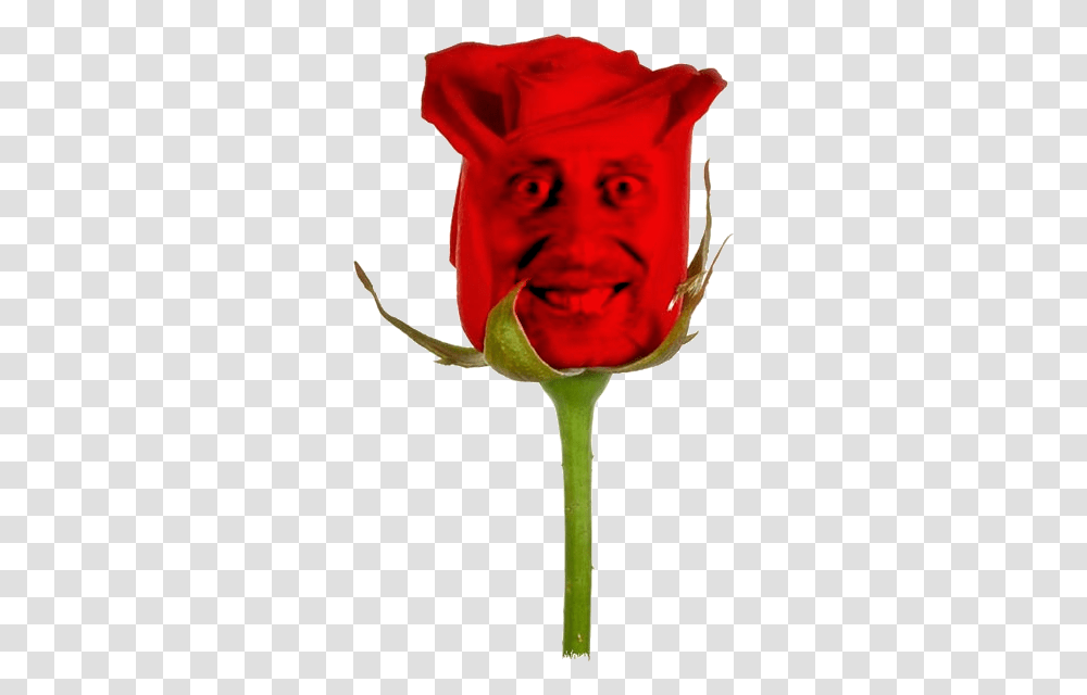The Michael Rosen Rose Lovely Single Red Rose Hd Full Garden Roses, Flower, Plant, Blossom, Person Transparent Png