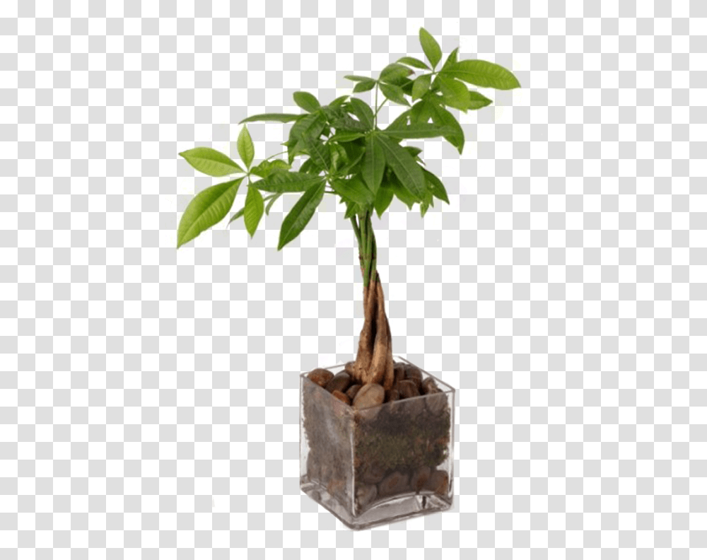 The Money Tree Money Tree Plant, Leaf, Palm Tree, Arecaceae, Flower Transparent Png