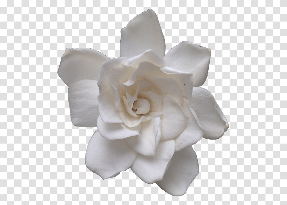 The Most Lovely Gardenia Gardenia, Rose, Flower, Plant, Blossom Transparent Png