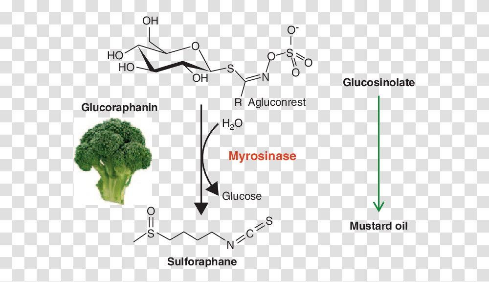 The Mustard Oil Bomb, Plant, Broccoli, Vegetable, Food Transparent Png