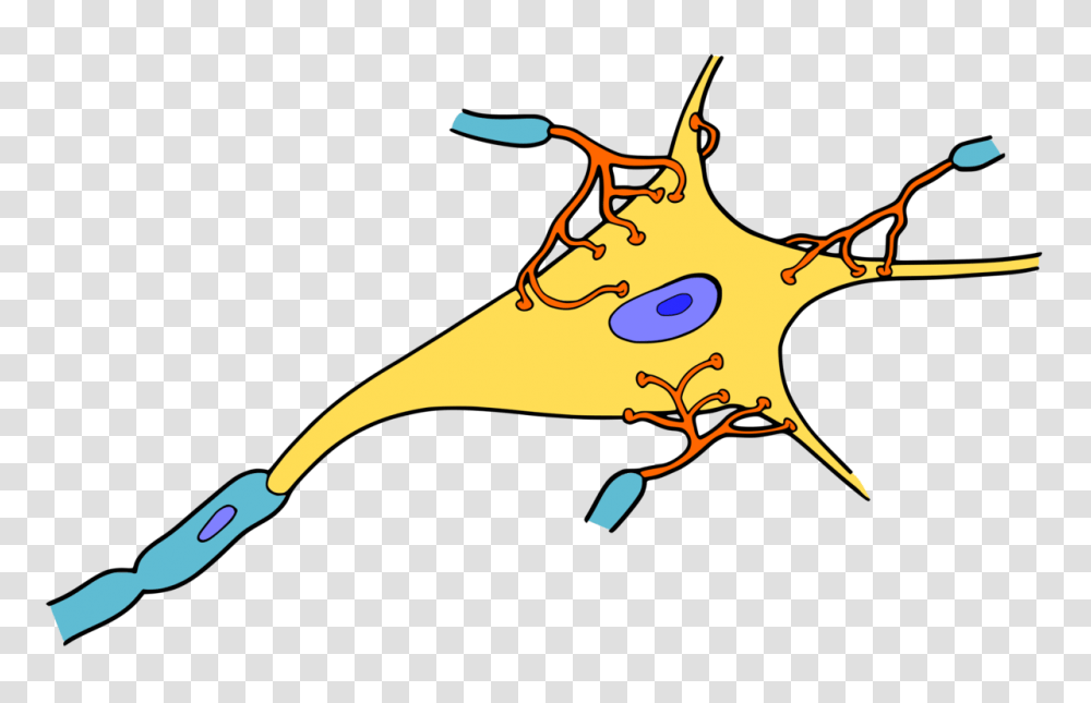 The Neuron Nervous System Cell Neuroscience, Apparel, Shoe, Footwear Transparent Png