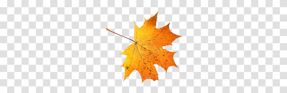 The New Code Seasonal Css Falling Leaves In Css, Leaf, Plant, Tree, Maple Transparent Png