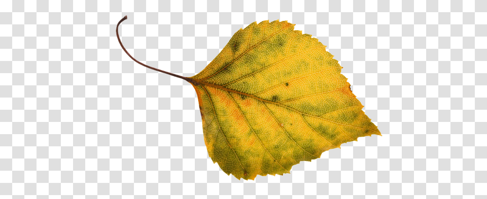 The New Code Seasonal Css Falling Leaves In Css, Leaf, Plant, Veins, Scarf Transparent Png