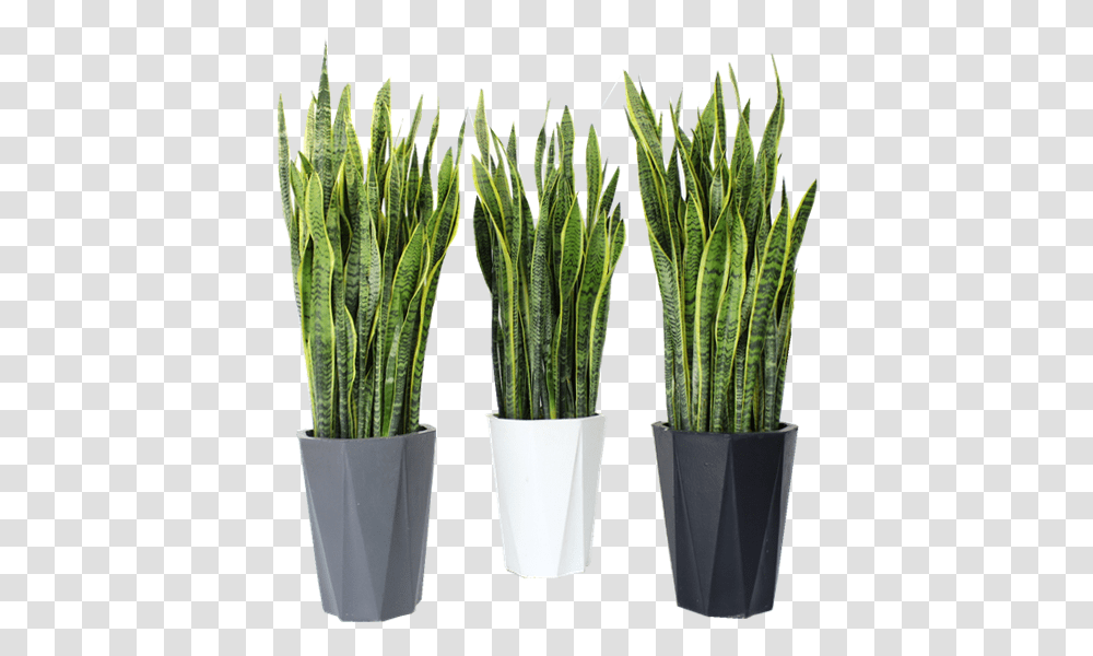 The New Concept In Large Tiger Piran Sansevieria Potted Sweet Grass, Plant, Bamboo, Green Transparent Png