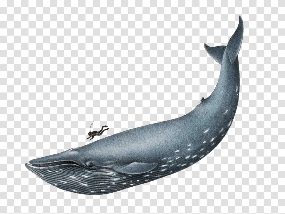 The New Gbsf Kids, Whale, Mammal, Sea Life, Animal Transparent Png
