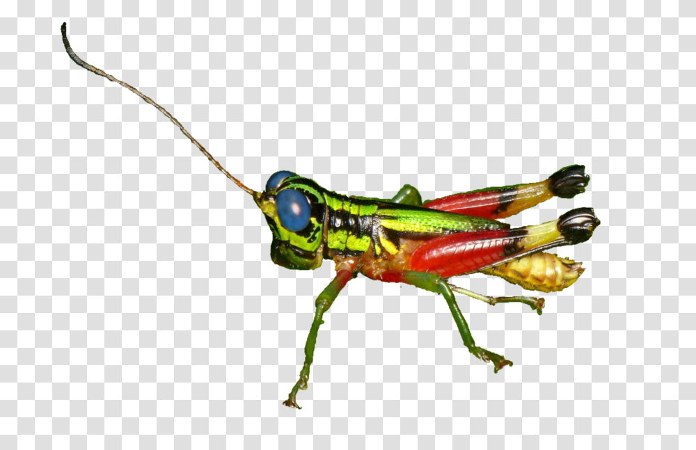 The Newest Grasshopper Stickers, Insect, Invertebrate, Animal, Grasshoper Transparent Png