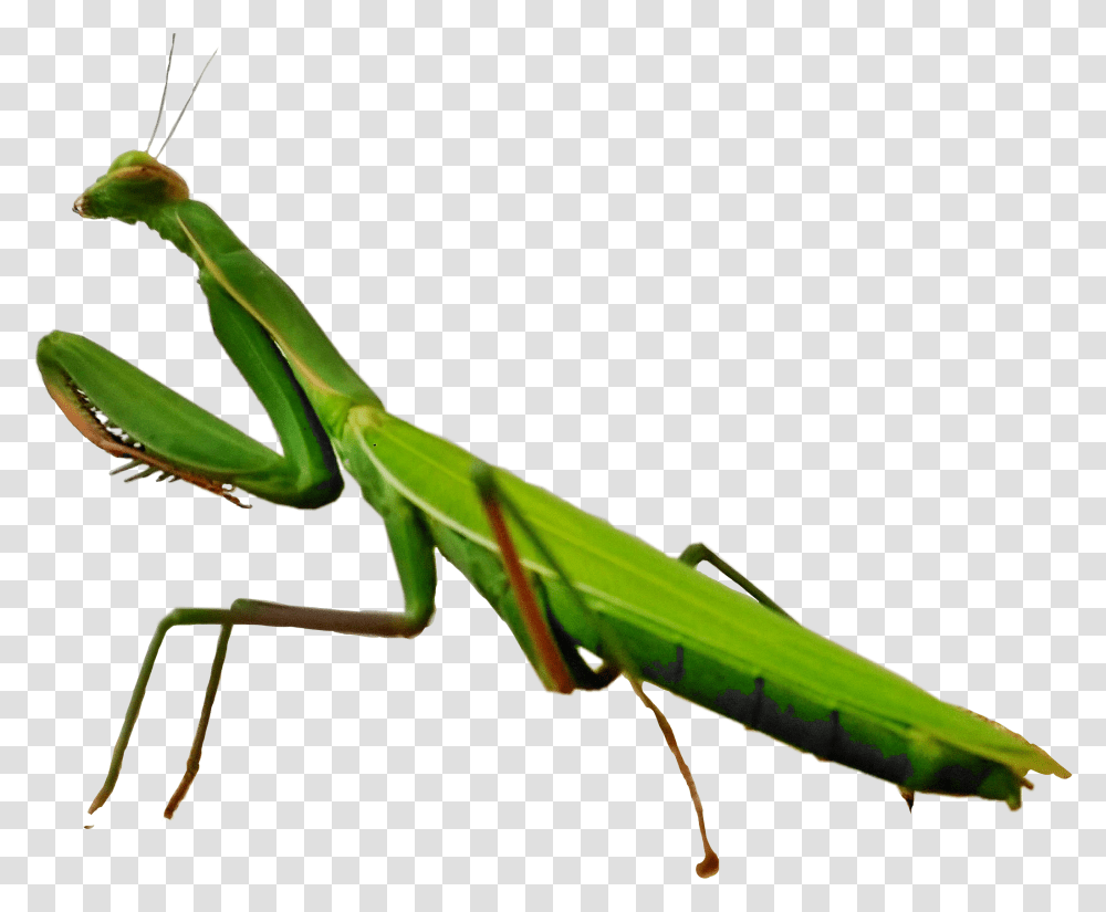 The Newest Mantis Stickers, Insect, Invertebrate, Animal, Cricket Insect Transparent Png