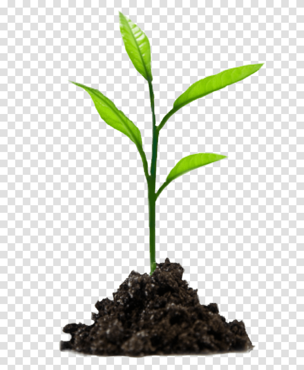 The Newest Soil Stickers, Plant, Sprout, Field, Flower Transparent Png