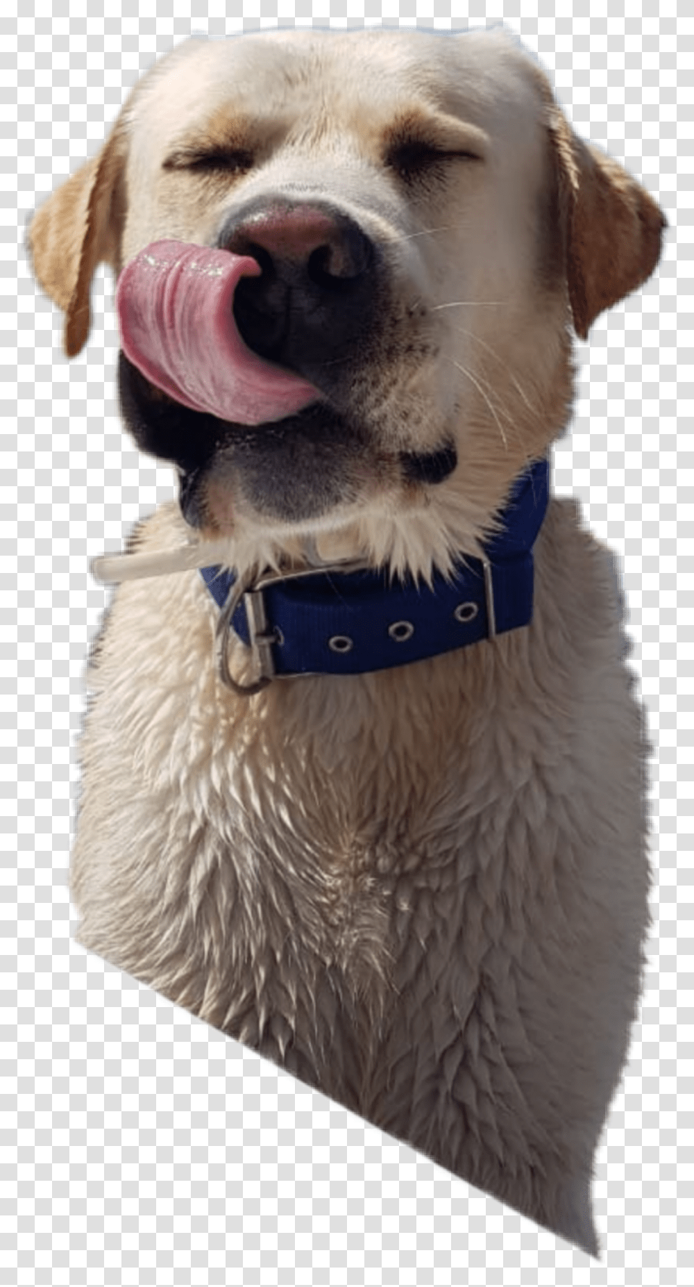 The Newest Tongueout Stickers On Picsart Stickers, Accessories, Accessory, Collar, Dog Transparent Png