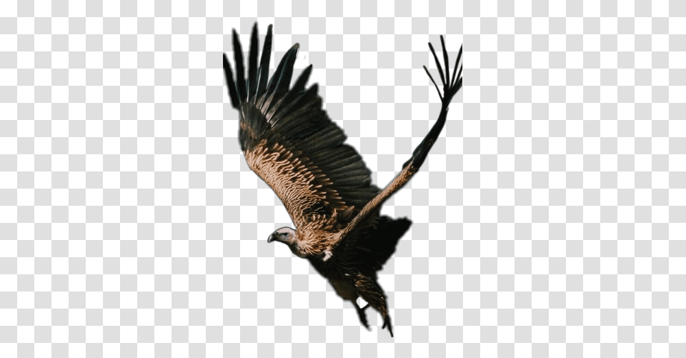 The Newest Vulture Stickers, Bird, Animal, Eagle, Kite Bird Transparent Png