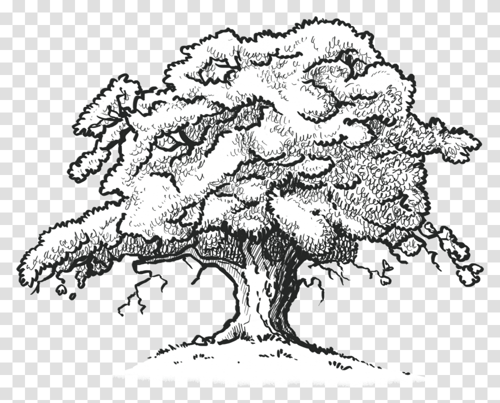 The Old Oak Tree Edenbray Scarlet Oak Tree Drawing Drawing Of A Red Oak Tree, Plant, Flower, Blossom, Lamp Transparent Png