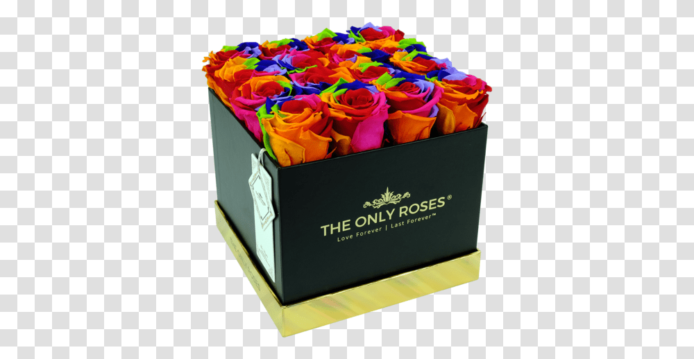 The Only Roses, Plant, Flower, Blossom, Box Transparent Png