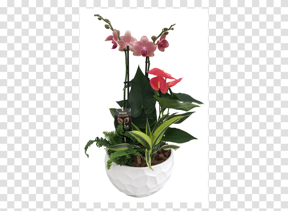 The Orchid Planter, Flower, Blossom, Flower Arrangement, Ikebana Transparent Png